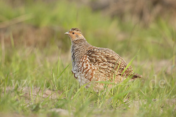 Rebhuhn (Perdix perdix)