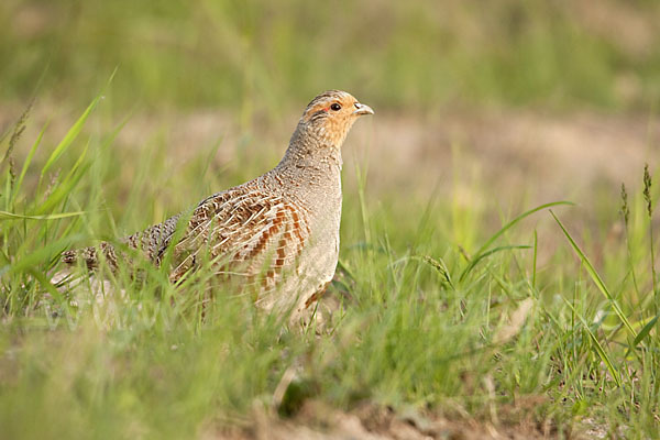 Rebhuhn (Perdix perdix)