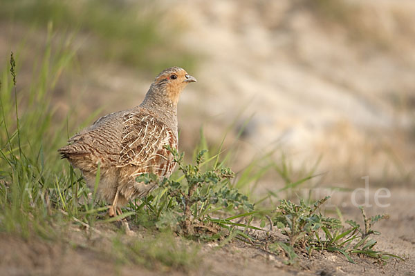 Rebhuhn (Perdix perdix)