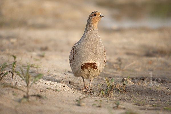 Rebhuhn (Perdix perdix)