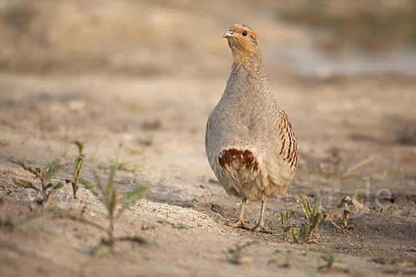 Rebhuhn (Perdix perdix)