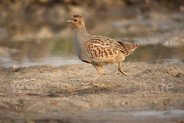 Rebhuhn (Perdix perdix)