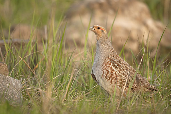 Rebhuhn (Perdix perdix)