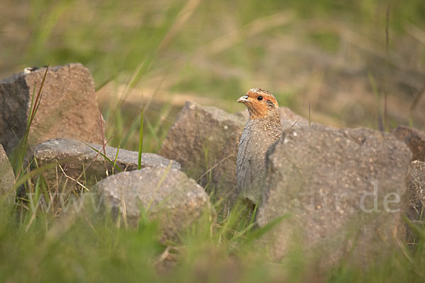 Rebhuhn (Perdix perdix)