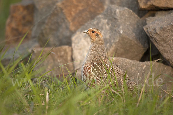 Rebhuhn (Perdix perdix)