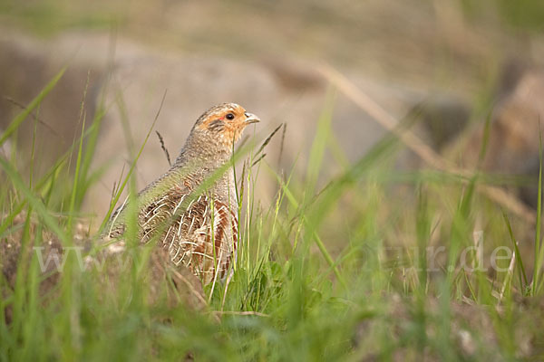 Rebhuhn (Perdix perdix)