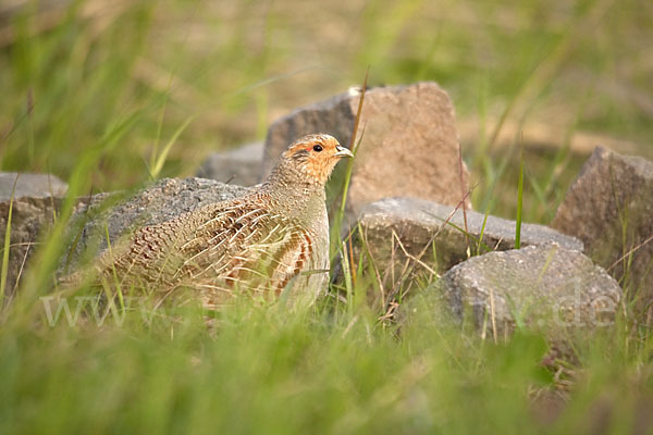 Rebhuhn (Perdix perdix)