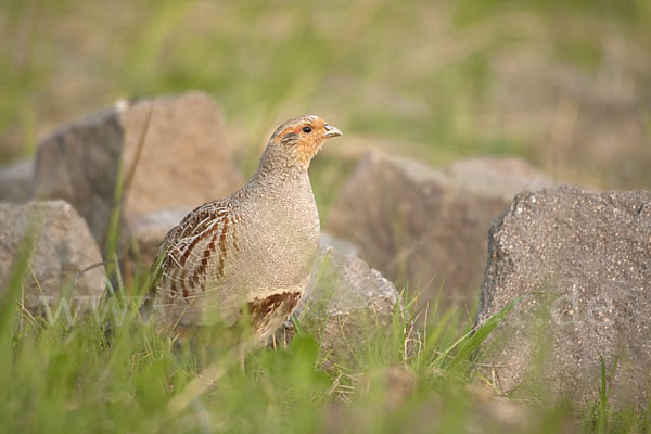 Rebhuhn (Perdix perdix)