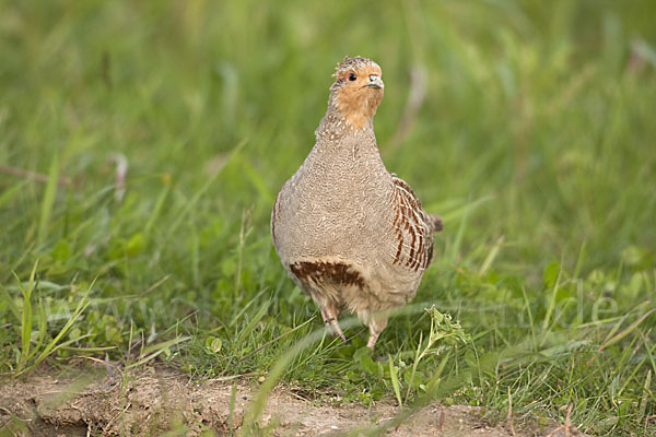 Rebhuhn (Perdix perdix)