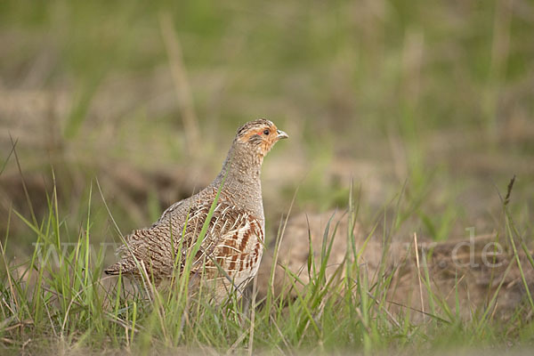 Rebhuhn (Perdix perdix)