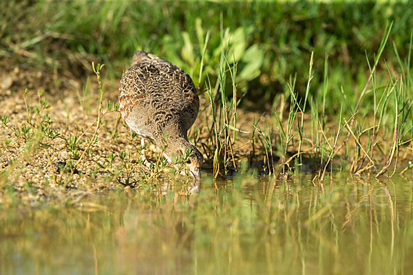 Rebhuhn (Perdix perdix)