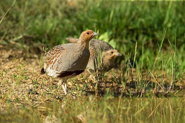 Rebhuhn (Perdix perdix)