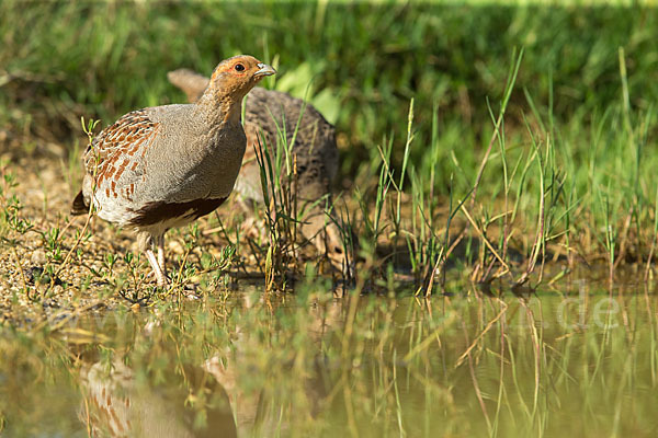 Rebhuhn (Perdix perdix)