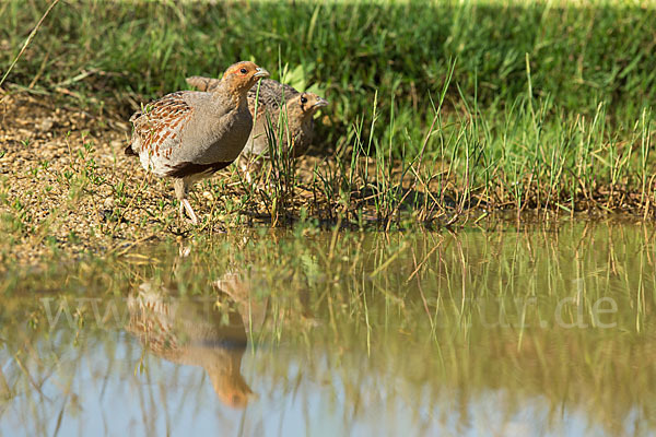 Rebhuhn (Perdix perdix)