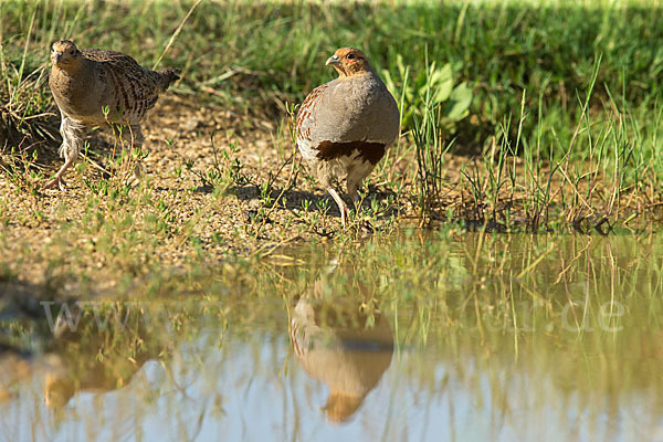 Rebhuhn (Perdix perdix)