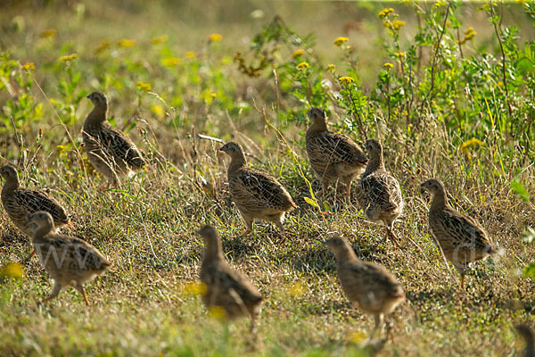 Rebhuhn (Perdix perdix)