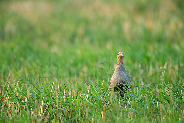 Rebhuhn (Perdix perdix)