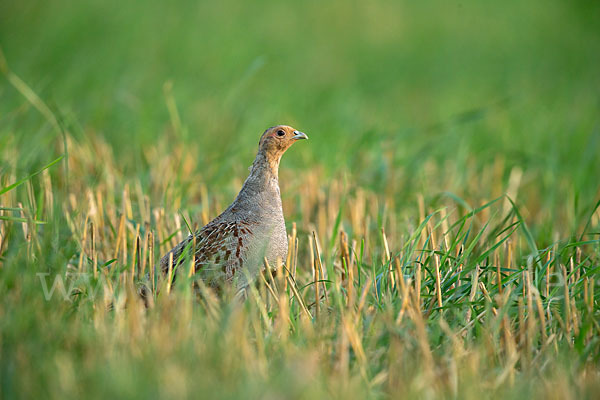 Rebhuhn (Perdix perdix)