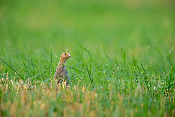 Rebhuhn (Perdix perdix)