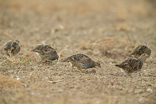 Rebhuhn (Perdix perdix)