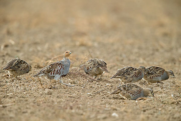 Rebhuhn (Perdix perdix)