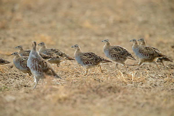 Rebhuhn (Perdix perdix)