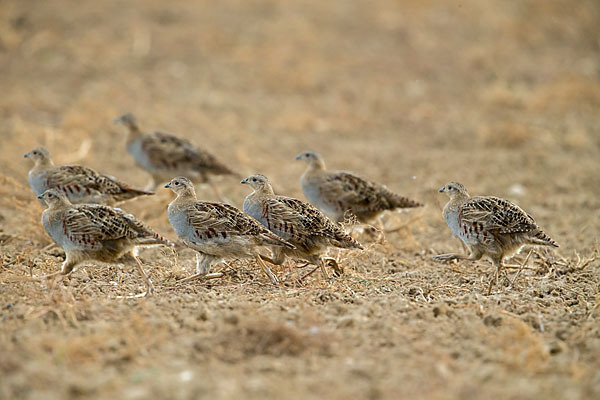 Rebhuhn (Perdix perdix)