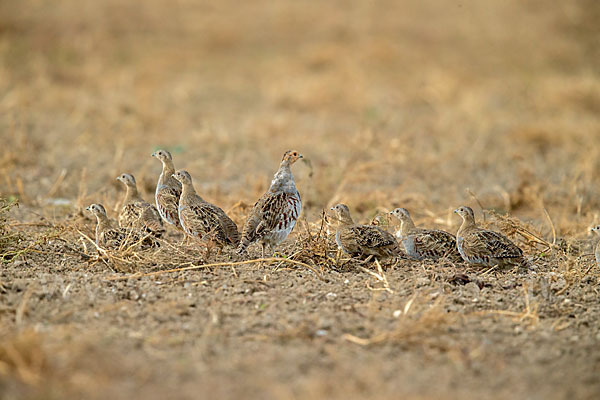 Rebhuhn (Perdix perdix)