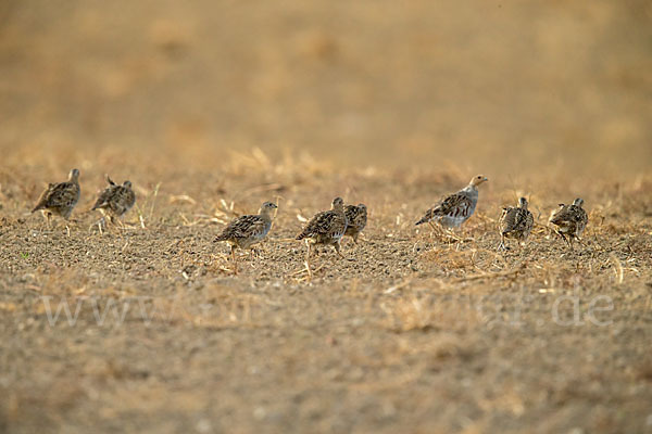 Rebhuhn (Perdix perdix)