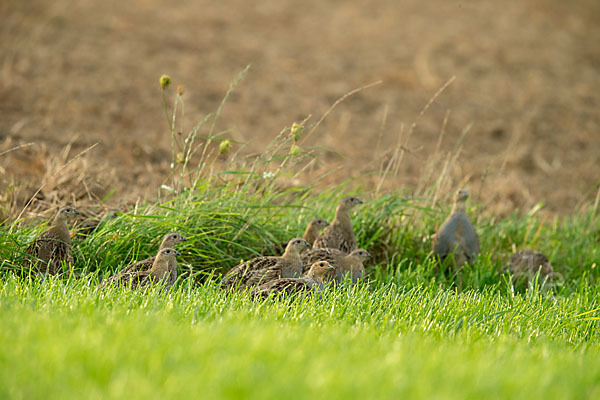 Rebhuhn (Perdix perdix)