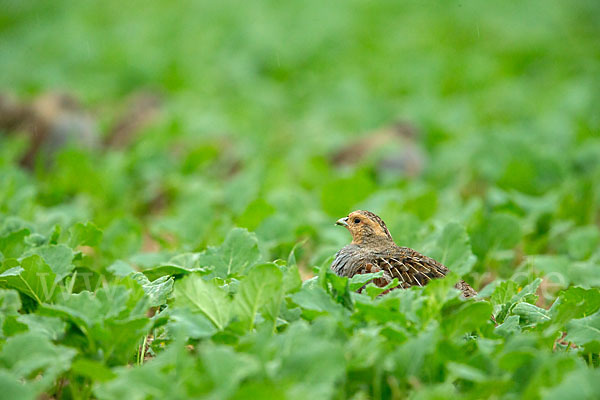 Rebhuhn (Perdix perdix)