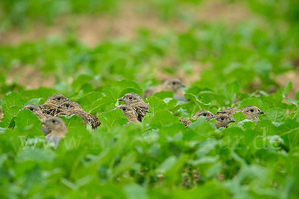 Rebhuhn (Perdix perdix)