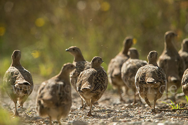 Rebhuhn (Perdix perdix)