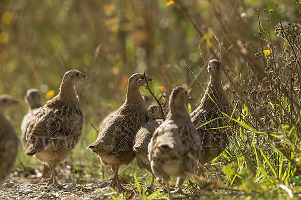 Rebhuhn (Perdix perdix)