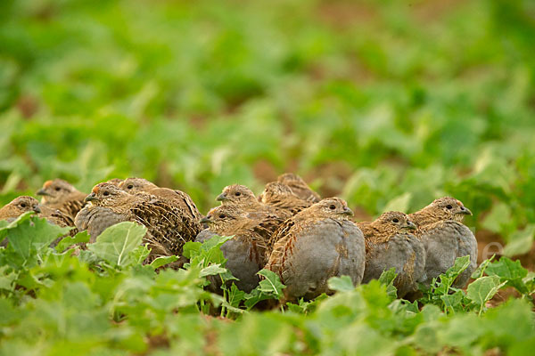 Rebhuhn (Perdix perdix)