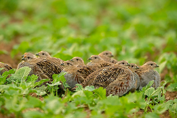 Rebhuhn (Perdix perdix)