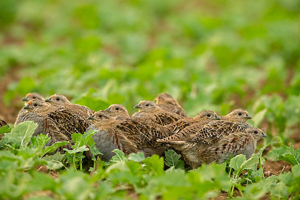 Rebhuhn (Perdix perdix)