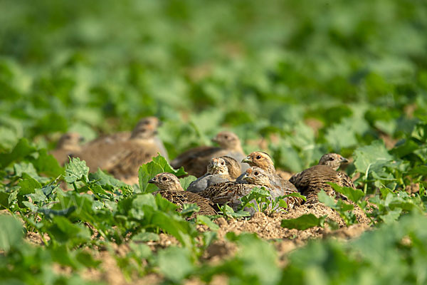 Rebhuhn (Perdix perdix)