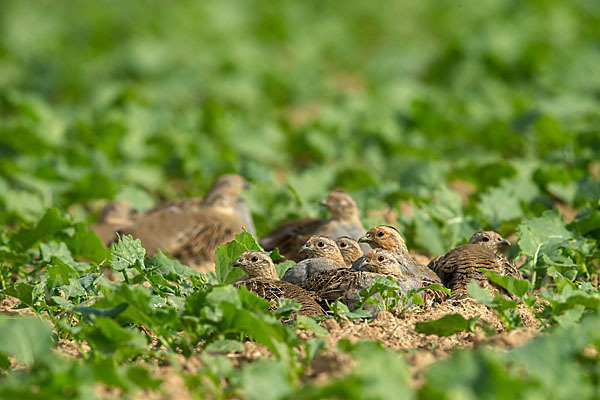 Rebhuhn (Perdix perdix)