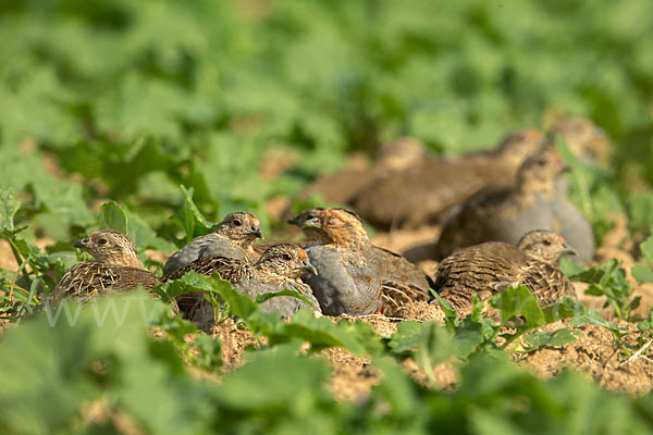 Rebhuhn (Perdix perdix)