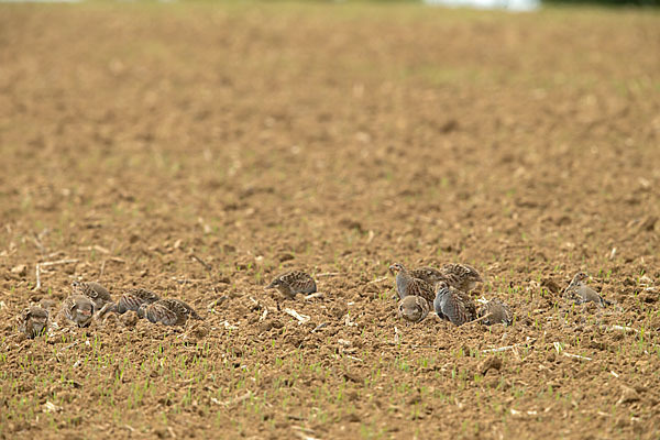 Rebhuhn (Perdix perdix)