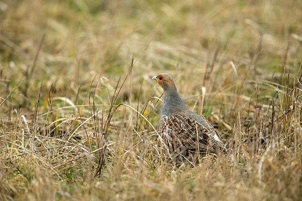 Rebhuhn (Perdix perdix)