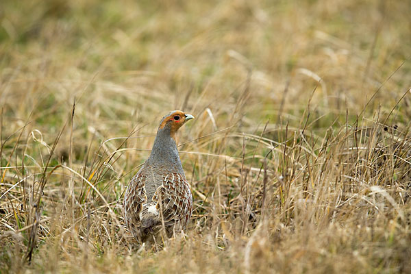 Rebhuhn (Perdix perdix)