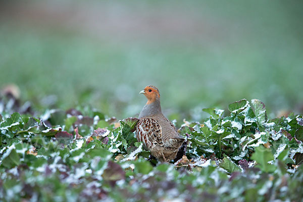 Rebhuhn (Perdix perdix)