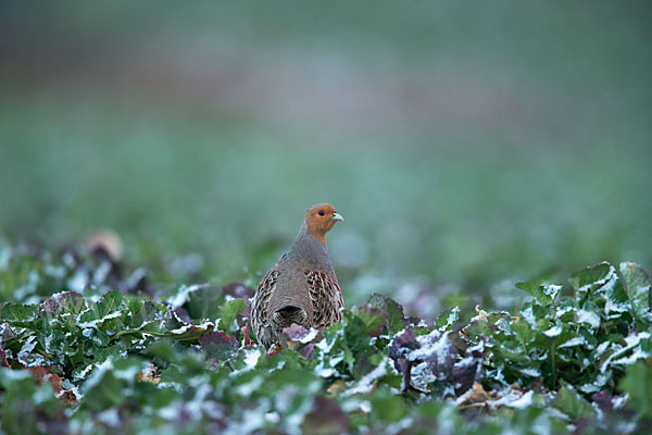 Rebhuhn (Perdix perdix)