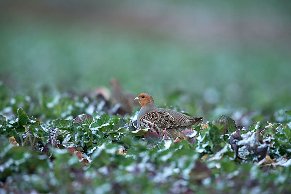 Rebhuhn (Perdix perdix)