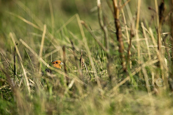 Rebhuhn (Perdix perdix)