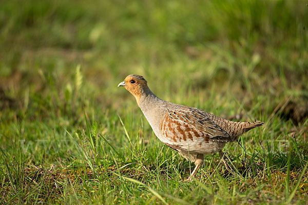 Rebhuhn (Perdix perdix)