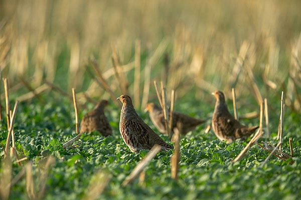 Rebhuhn (Perdix perdix)