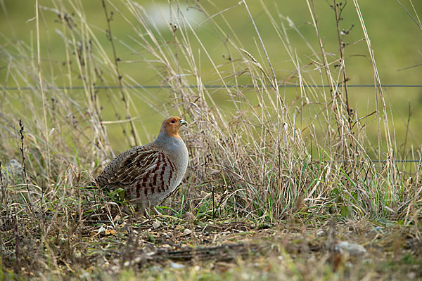 Rebhuhn (Perdix perdix)